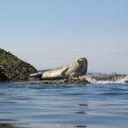 Ныряние с тюленями<br>Snorkeling with the Seals
