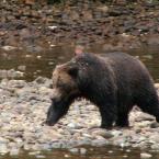 Bear Diplomacy
 / Медвежья дипломатия