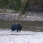 Gone Fishing
 / Медведь-рыболов