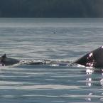 Горбатые киты - вблизи
 / Humpback Whales - very close