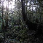 Дремучий лес
 / Deep Woods