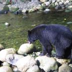 Bears & Salmon<br>Медведи и лосось

