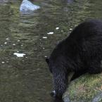 Bears & Salmon<br>Медведи и лосось
