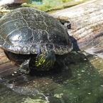 Painted Turtles
 / Озерные черепахи