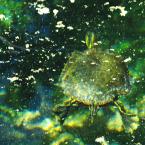 Painted Turtles
 / Озерные черепахи