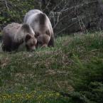 Grizzly Mom and Cub
 / Семейство гризли