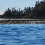 Sea Otter Rafts
 / Рафты каланов