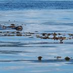 Sea Otters
 / Каланы