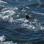 Sea Otters
 / Каланы или морские выдры