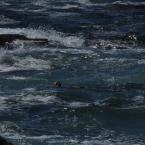 Sea Otters
 / Каланы или морские выдры