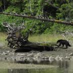 Bear in Estuary
 / Медведь в эстуарии