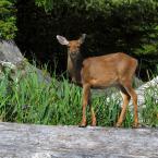 Deer on Catala Island
 / Олени на Катале