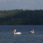 Visiting the Pelicans<br>В гостях у пеликанов
