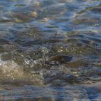 Fish Spawning on Kinsmen Beach
 / Нерест