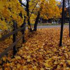 Autumn Gold / Осеннее золото