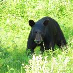 Bears / Медведи
