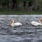 Fishing Pelicans / Пеликанья рыбалка