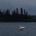 More Pelicans
 / Еще пеликаны