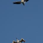 Flying Pelicans / Пеликаньи полеты