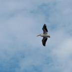 Flying Pelicans / Пеликаньи полеты