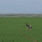 Pronghorn Antelope / Вилорог