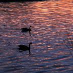 Sunset Birds / Птицы на закате