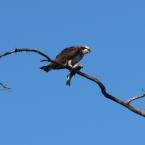 Osprey and Crows / Ястреб-рыболов и вороны