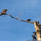 Osprey and Crows<br>Ястреб-рыболов и вороны
