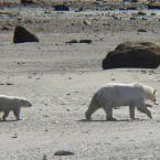 Белые медведи<br>Polar Bears
