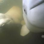 Beluga Whales<br>Белухи
