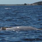 Beluga Whales<br>Белухи
