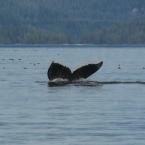   - 
 / Humpback Whales - very close