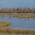 , 
 / Wetlands, birds