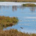 , 
 / Wetlands, birds