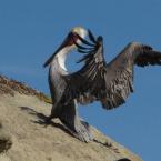 Pelicans in La Jolla 
 /   -