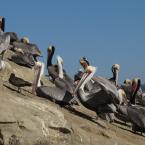 Pelicans in La Jolla 
 /   -