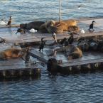 San Diego Harbour Wildlife
 /    -