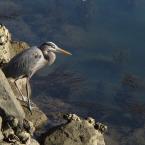 San Diego Harbour Wildlife
 /    -