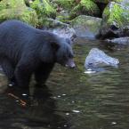 Bears & Salmon<br>  
