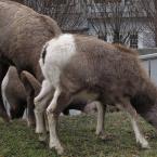    / Bighorn Sheep Family