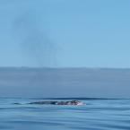    
 / Kayaking in the whales' pack