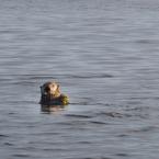 Curious Sea Otter
 /  
