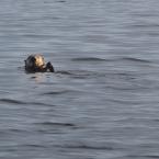 Curious Sea Otter
 /  