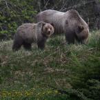 Grizzly Mom and Cub
 /  