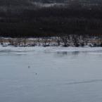 Waterton Wildlife: Coyotes and Swans /   