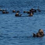 Sea Otters
 /    