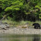 Bear in Estuary
 /   