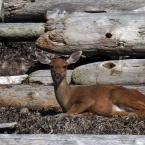 Deer on Catala Island
 /   