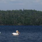 Two Pelicans and One Seagull /     