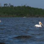Two Pelicans and One Seagull /     